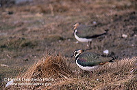 Lapwing (Vanellus vanellus) - Vanneau huppé - 17597