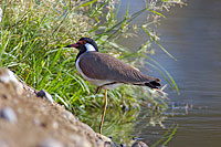 Red-wattled Lapwing (Vanellus indicus) - Vanneau indien 10736 Red-wattled Lapwing (Vanellus indicus) - Vanneau indien 10736