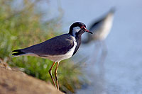 Red-wattled Lapwing (Vanellus indicus) - Vanneau indien 10737