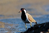 Red-wattled Lapwing (Vanellus indicus) - Vanneau indien 10738