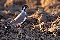 Red-wattled Lapwing (Vanellus indicus) - Vanneau indien 11076