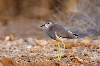 White-tailed Lapwing (Vanellus leucurus) - Vanneau à q. blanche 10739