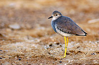 White-tailed Lapwing (Vanellus leucurus) - Vanneau à q. blanche 10741