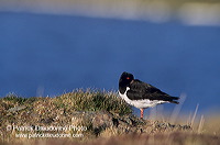 Oystercatcher (Haematopus ostralegus) - Huitrier pie - 17615