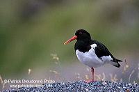 Oystercatcher (Haematopus ostralegus) - Huitrier pie - 17620