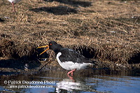 Oystercatcher (Haematopus ostralegus) - Huitrier pie - 17621