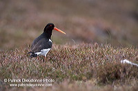 Oystercatcher (Haematopus ostralegus) - Huitrier pie - 17624