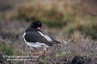 Oystercatcher (Haematopus ostralegus) - Huitrier pie - 17626