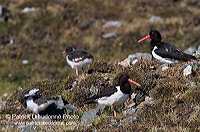 Oystercatcher (Haematopus ostralegus) - Huitrier pie - 17630