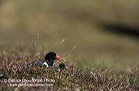 Oystercatcher (Haematopus ostralegus) - Huitrier pie - 17631