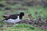 Oystercatcher (Haematopus ostralegus) - Huitrier pie - 17637