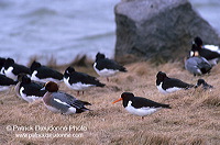 Oystercatcher (Haematopus ostralegus) - Huitrier pie - 17638