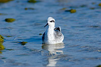 Red-necked Phalarope (Phalaropus lobatus) Phalarope à bec étroit (10758]