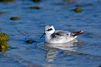 Red-necked Phalarope (Phalaropus lobatus) Phalarope à bec étroit 10759