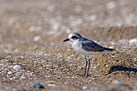 Caspian Plover (Charadrius asiaticus) - Pluvier asiatique  10766