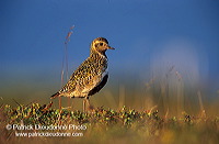 Golden Plover (Pluvialis apricaria) - Pluvier doré - 17654