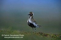 Golden Plover (Pluvialis apricaria) - Pluvier doré - 17661