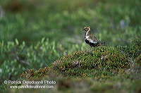 Golden Plover (Pluvialis apricaria) - Pluvier doré - 17667