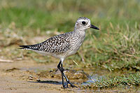 Grey Plover (Pluvialis squatarola) - Pluvier argenté 10767