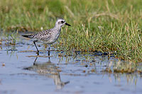 Grey Plover (Pluvialis squatarola) - Pluvier argenté 10772