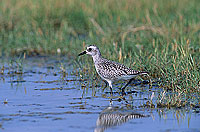 Grey Plover (Pluvialis squatarola) - Pluvier argenté 11106