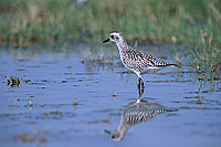 Grey Plover (Pluvialis squatarola) - Pluvier argenté 11107