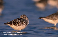 Grey Plover (Pluvialis squatarola) - Pluvier argenté - 17672 Grey Plover (Pluvialis squatarola) - Pluvier argenté - 17672
