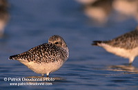 Grey Plover (Pluvialis squatarola) - Pluvier argenté - 17672