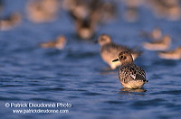 Grey Plover (Pluvialis squatarola) - Pluvier argenté - 17674