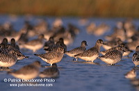 Grey Plover (Pluvialis squatarola) - Pluvier argenté - 17675