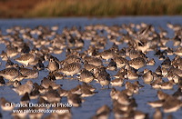 Grey Plover (Pluvialis squatarola) - Pluvier argenté - 17676