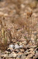 Little Ringed Plover (Charadrius dubius) - Petit gravelot - 17692 Little Ringed Plover (Charadrius dubius) - Petit gravelot - 17692