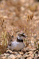 Little Ringed Plover (Charadrius dubius) - Petit gravelot - 17695