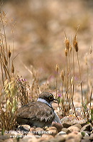 Little Ringed Plover (Charadrius dubius) - Petit gravelot - 17696