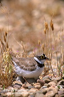 Little Ringed Plover (Charadrius dubius) - Petit gravelot - 17697