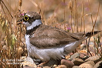 Little Ringed Plover (Charadrius dubius) - Petit gravelot - 17700