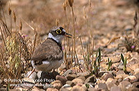 Little Ringed Plover (Charadrius dubius) - Petit gravelot - 17701 Little Ringed Plover (Charadrius dubius) - Petit gravelot - 17701