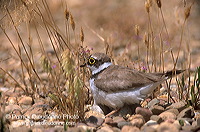 Little Ringed Plover (Charadrius dubius) - Petit gravelot - 17702