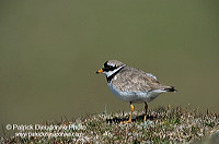 Ringed Plover (Charadrius hiaticula) - Grand gravelot - 17704