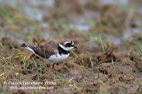 Ringed Plover (Charadrius hiaticula) - Grand gravelot - 17708