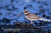 Ringed Plover (Charadrius hiaticula) - Grand gravelot - 17709