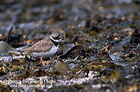 Ringed Plover (Charadrius hiaticula) - Grand gravelot - 17710
