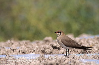 Pratincole (Glareola pratincola) - Glaréole - 17713