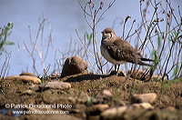 Pratincole (Glareola pratincola) - Glaréole - 17714