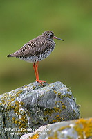 Redshank (Tringa totanus) - Chevalier gambette - 17717