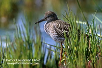 Redshank (Tringa totanus) - Chevalier gambette - 17728