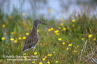 Redshank (Tringa totanus) - Chevalier gambette - 17731