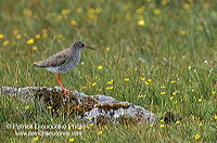 Redshank (Tringa totanus) - Chevalier gambette - 17732