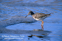 Redshank (Tringa totanus) - Chevalier gambette - 17733