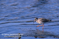 Redshank (Tringa totanus) - Chevalier gambette - 17734